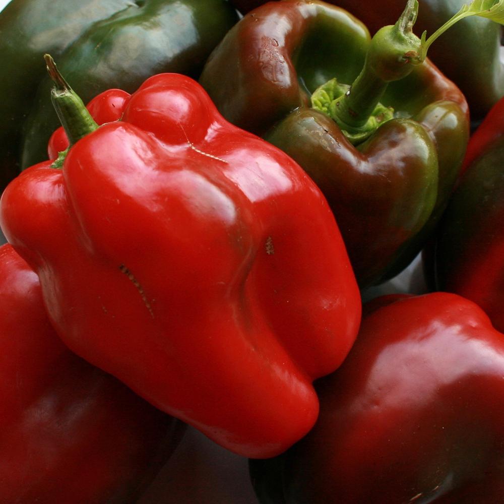 Sweet Pepper Seeds - King of the North, ORGANIC - Sow True Seed
