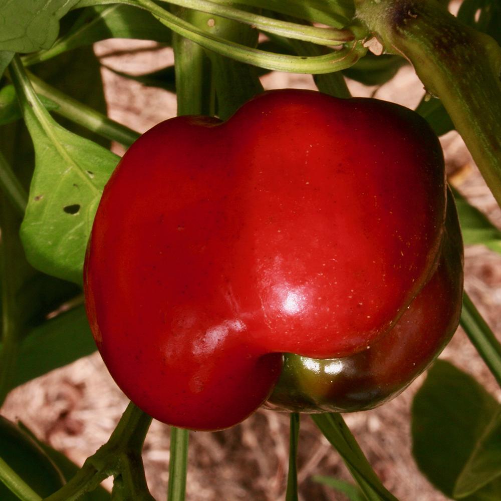 Sweet Pepper Seeds - King of the North, ORGANIC - Sow True Seed