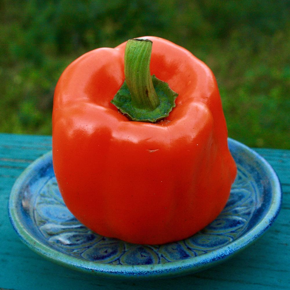 Sweet Pepper Seeds - Orange King - Sow True Seed