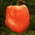 Sweet Pepper Seeds - Orange Bell