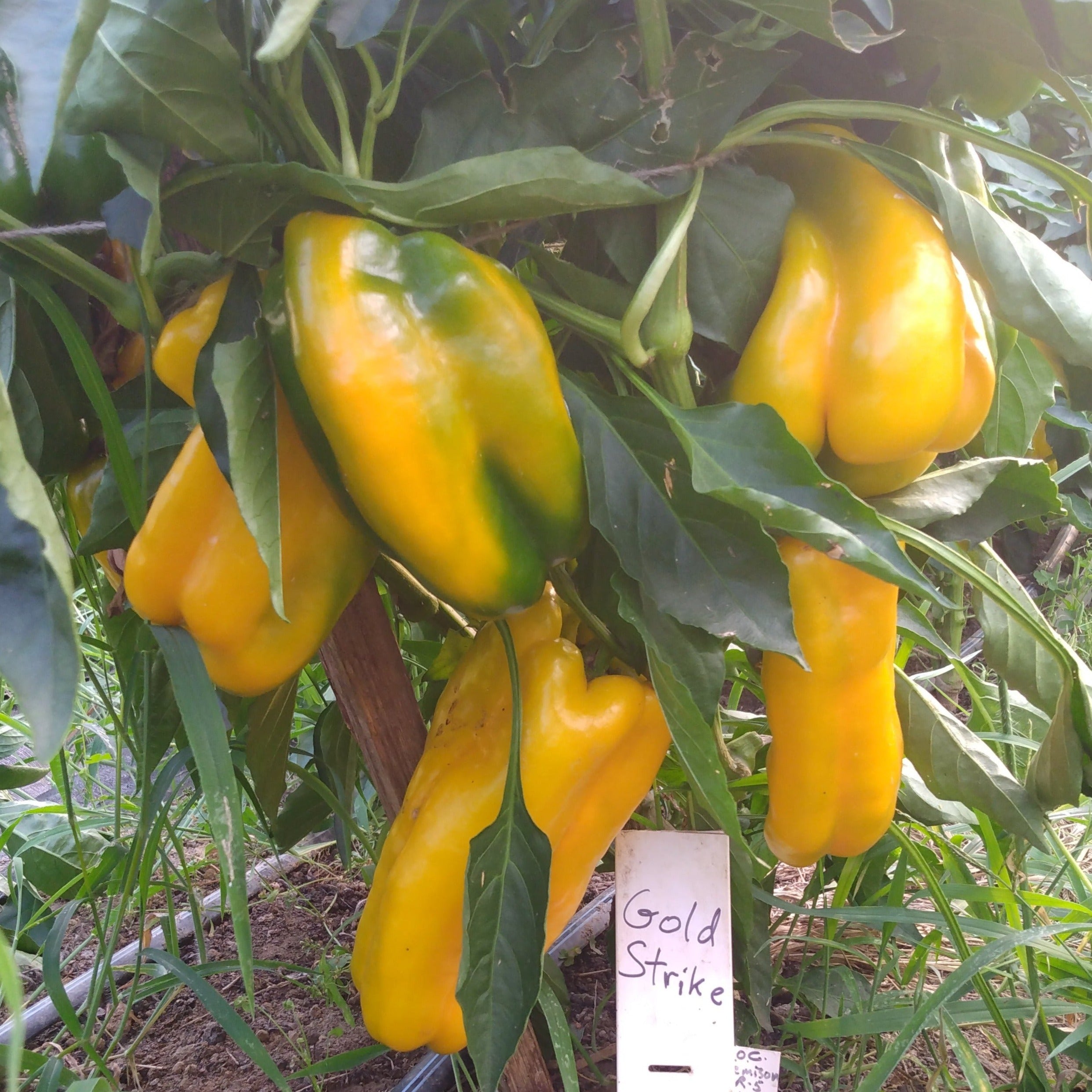 plant yellow pepper seeds Goldstrike Sweet Pepper Seeds | Sow True Seed