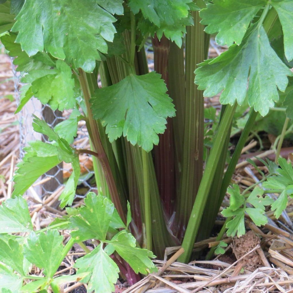 peppermint stick succulent Celery Seeds