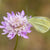 Scabiosa Seeds - Pincushion Imperial Mix - Sow True Seed