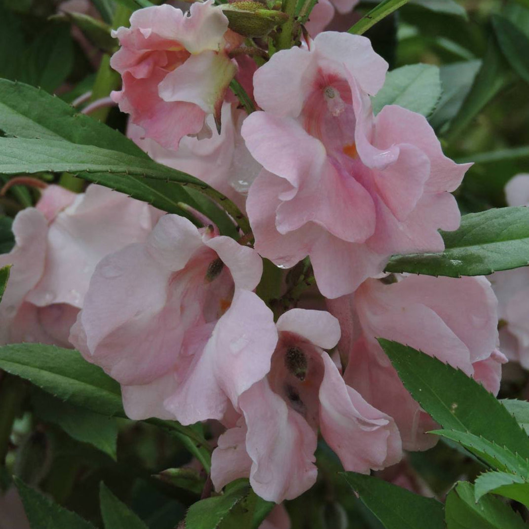 balsam flower seed Pink Balsam Impatiens seeds | Sow True Seed