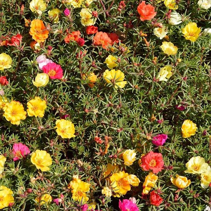 double moss rose seeds Moss Rose Double Mix Portulaca Seeds | Sow True Seed