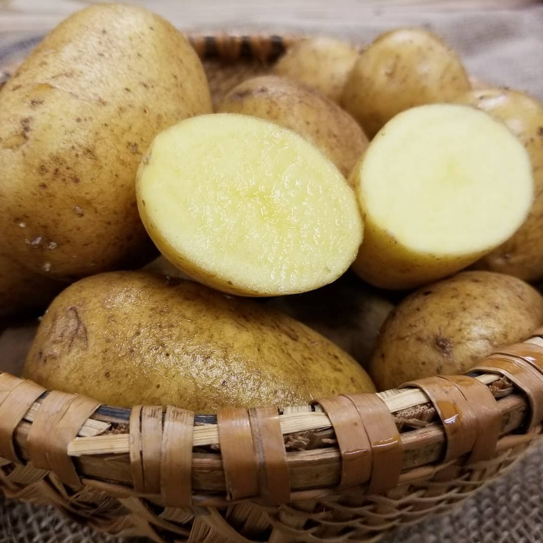 German Butterball Potato Organic Sow True Seed 9719