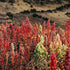 Quinoa Seeds - Brightest Brilliant Rainbow, ORGANIC