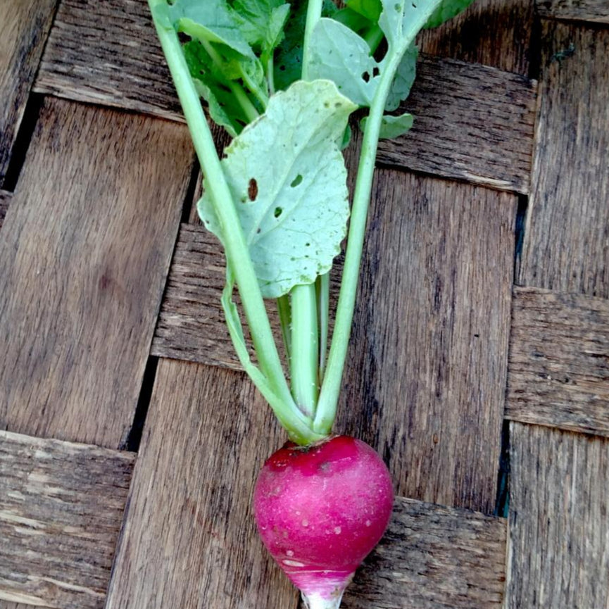 plant radishes from seed Sparkler Radish Seeds | Sow True Seed