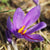 Saffron Crocus Bulbs - Sow True Seed