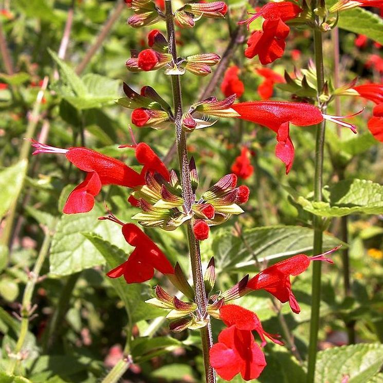 salvia plant seeds Scarlet Sage Salvia Seeds | Sow True Seed