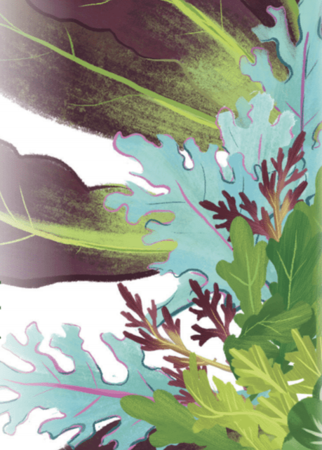 Mixed Greens Seeds Spicy Mesclun Mix Sow True Seed