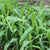 Sorghum - Black Amber Cane - Sow True Seed