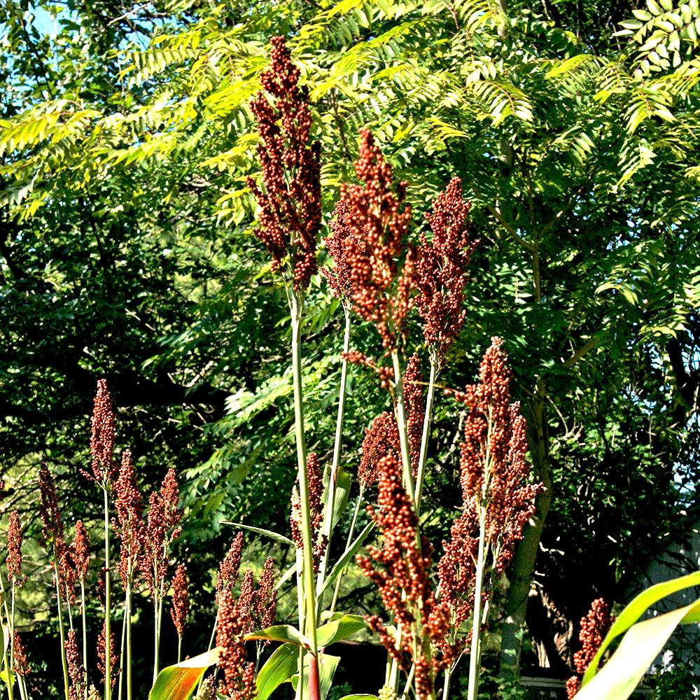 Sorghum - Sugar Drip - Sow True Seed