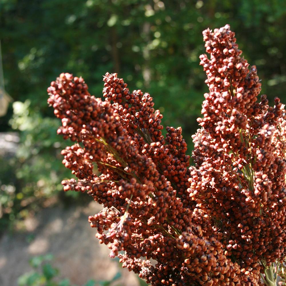 Sorghum Seeds