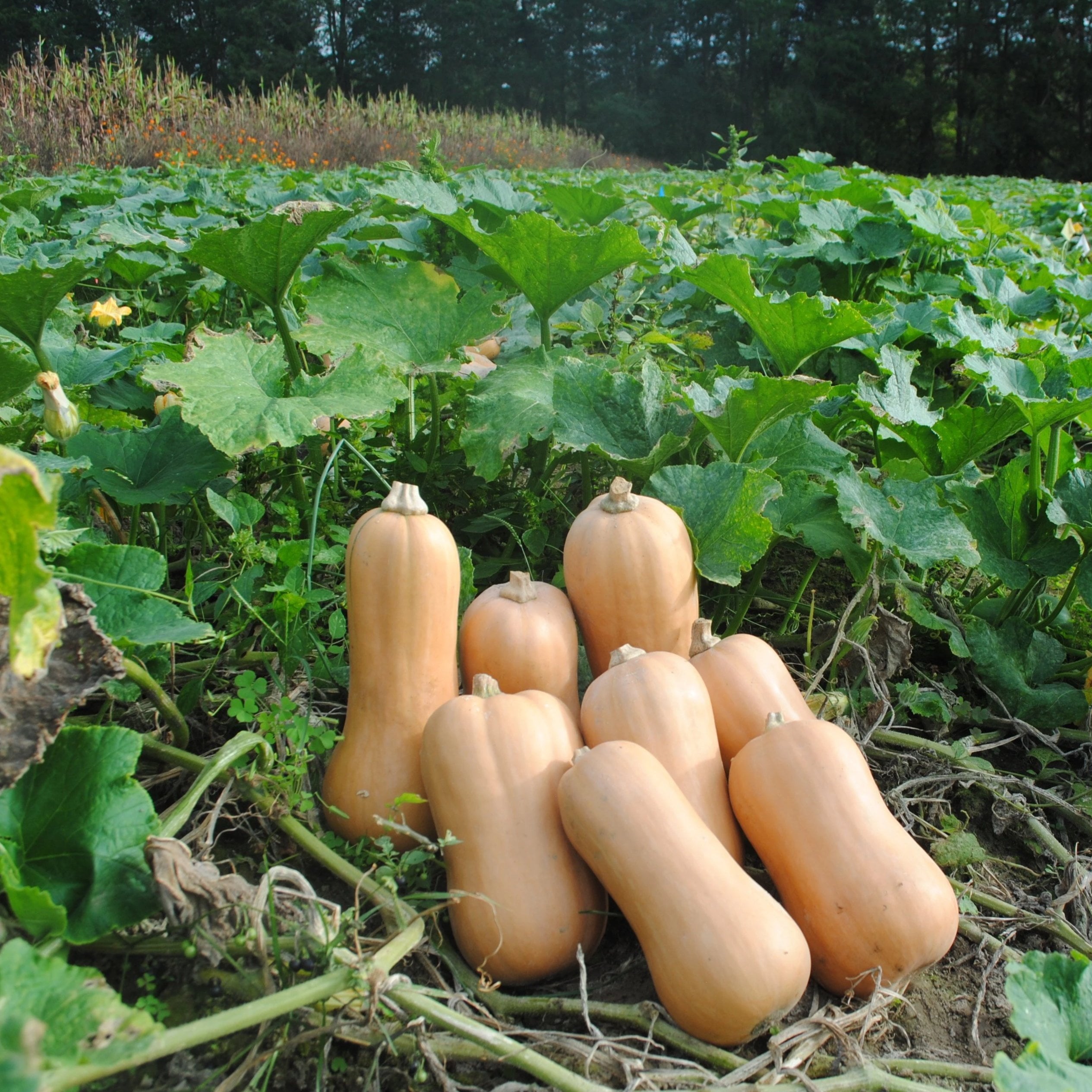 Winter Squash Seeds- South Anna Butternut, ORGANIC - Sow True Seed