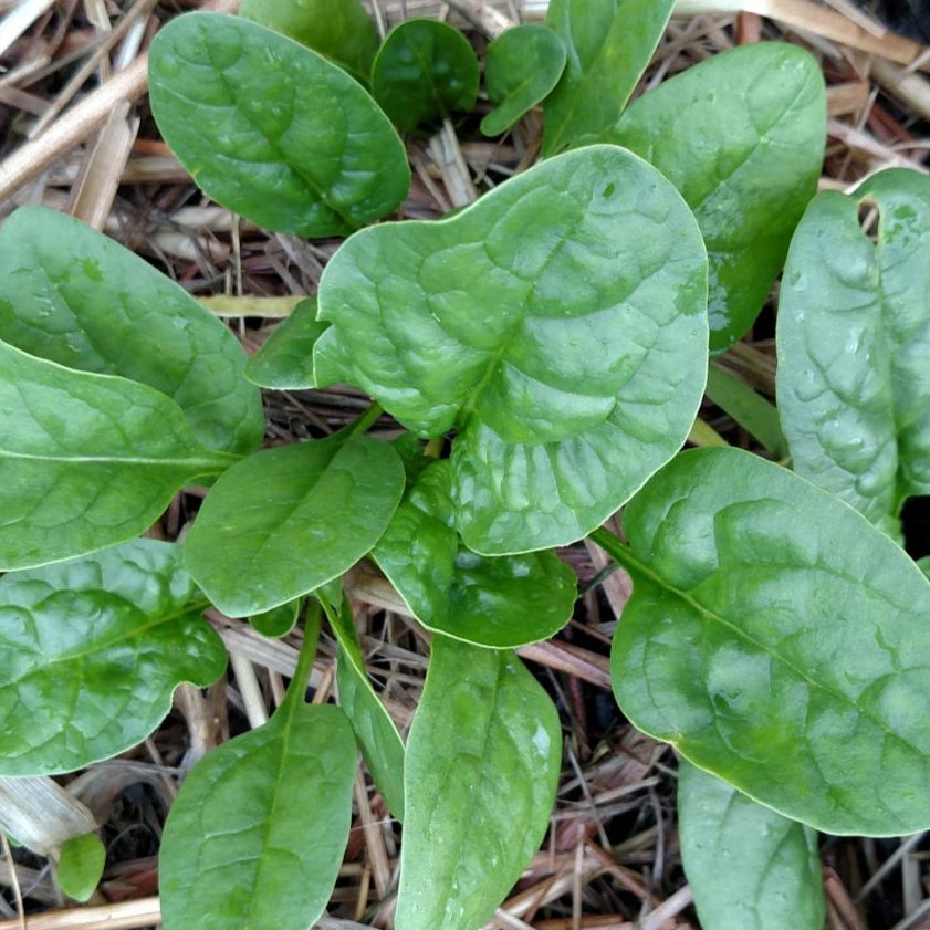 spinach plant with seeds Bloomsdale Long Standing Spinach Seeds