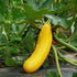 Summer Squash Seeds - Golden Zucchini