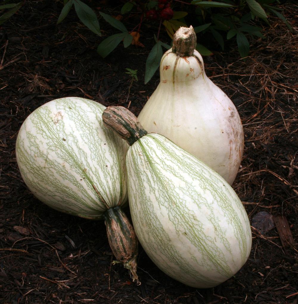 Winter Squash - Cushaw Green Striped - Sow True Seed