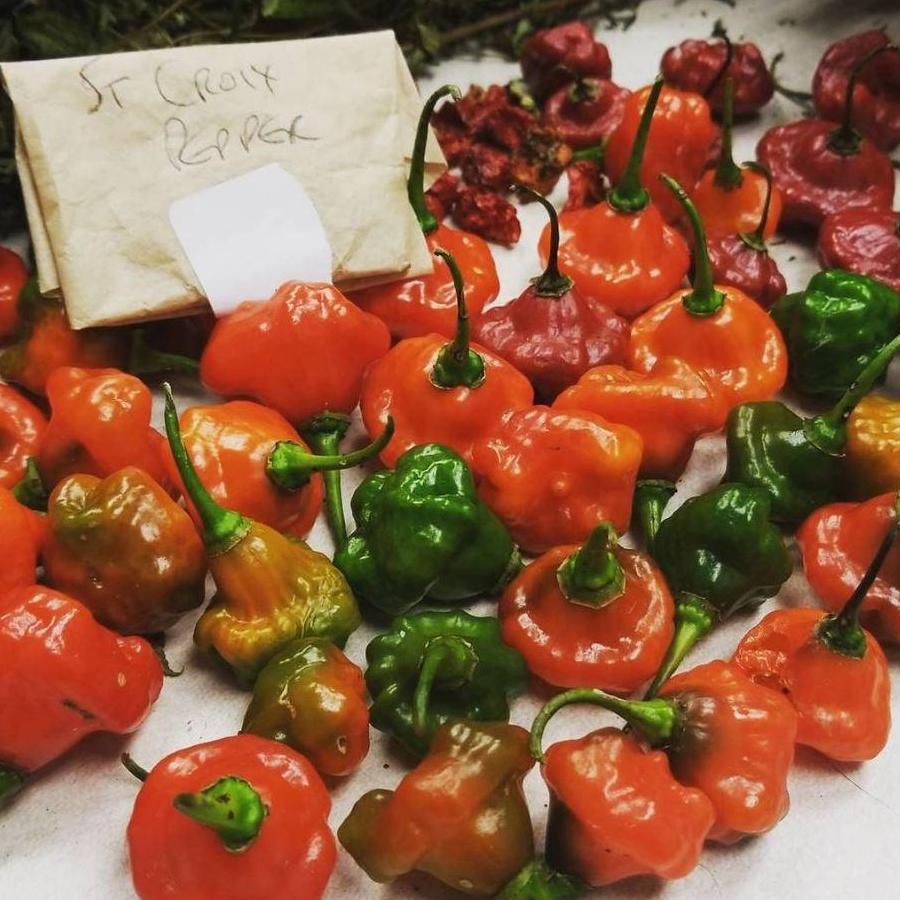 Sweet Pepper Seeds - St. Croix - Sow True Seed