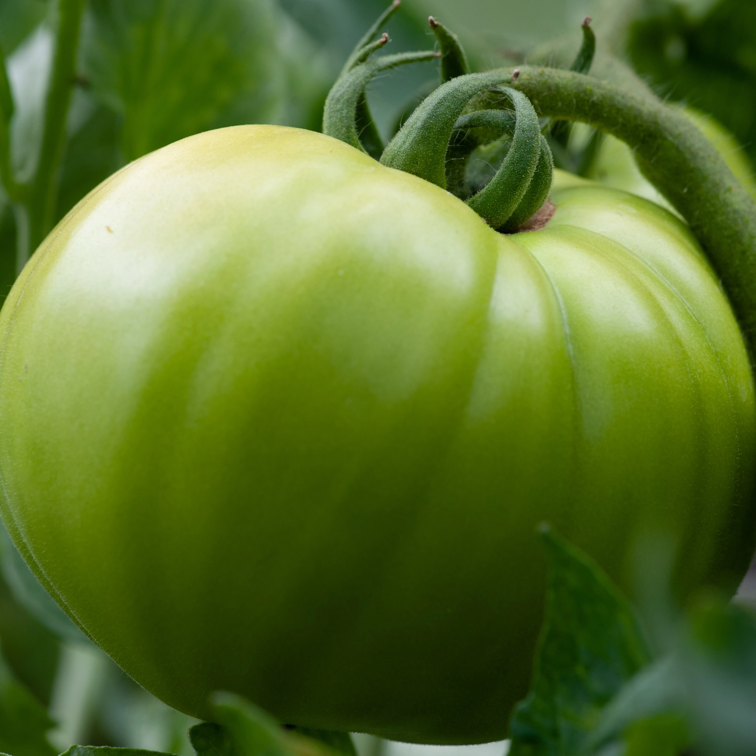 plant tomatoes from fresh seeds Cherokee Green Slicing Tomato Seeds | Sow True Seed
