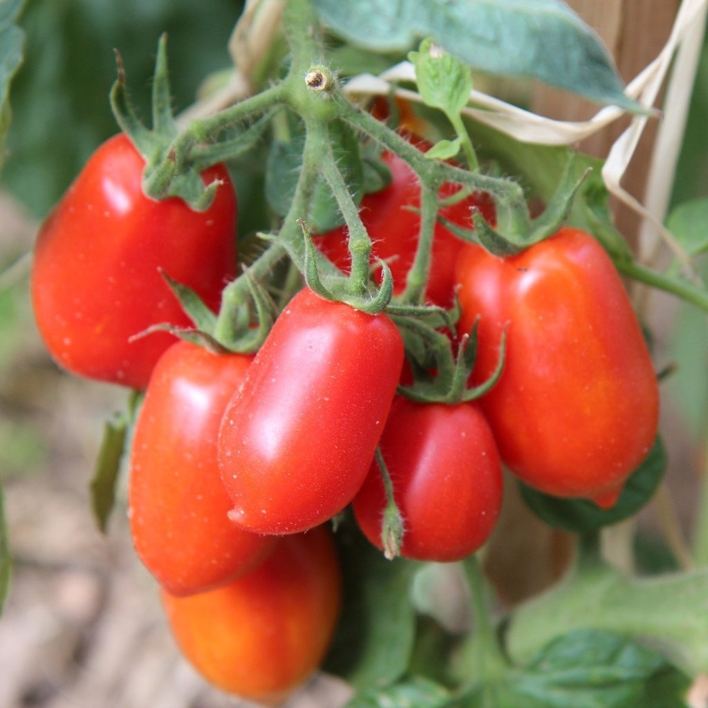planting roma tomatoes from seed Paste Tomato Seeds
