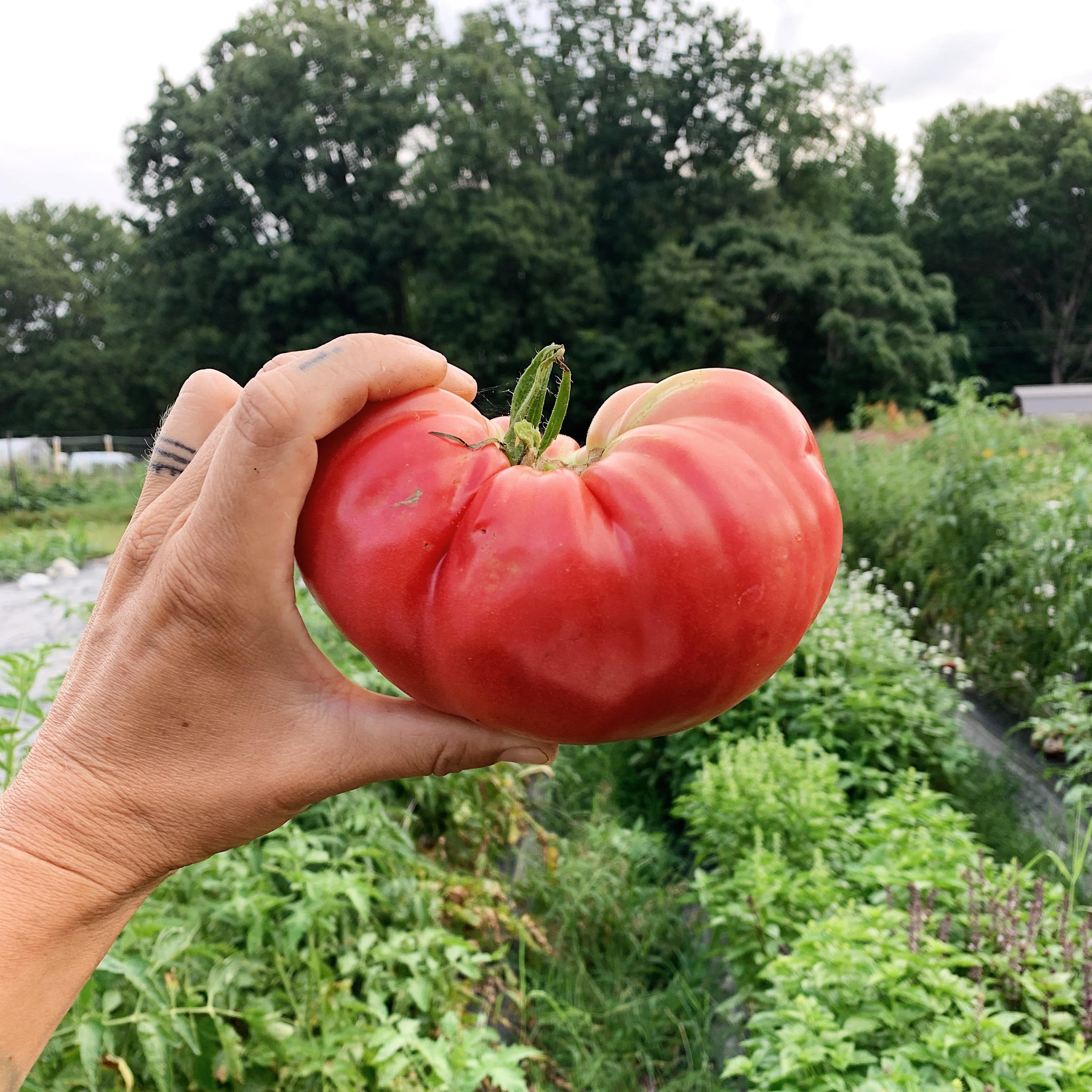large seeds for planting Big Mama Slicing Tomato | Sow True Seed