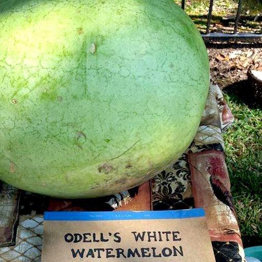 Watermelon - Odell's White - Sow True Seed