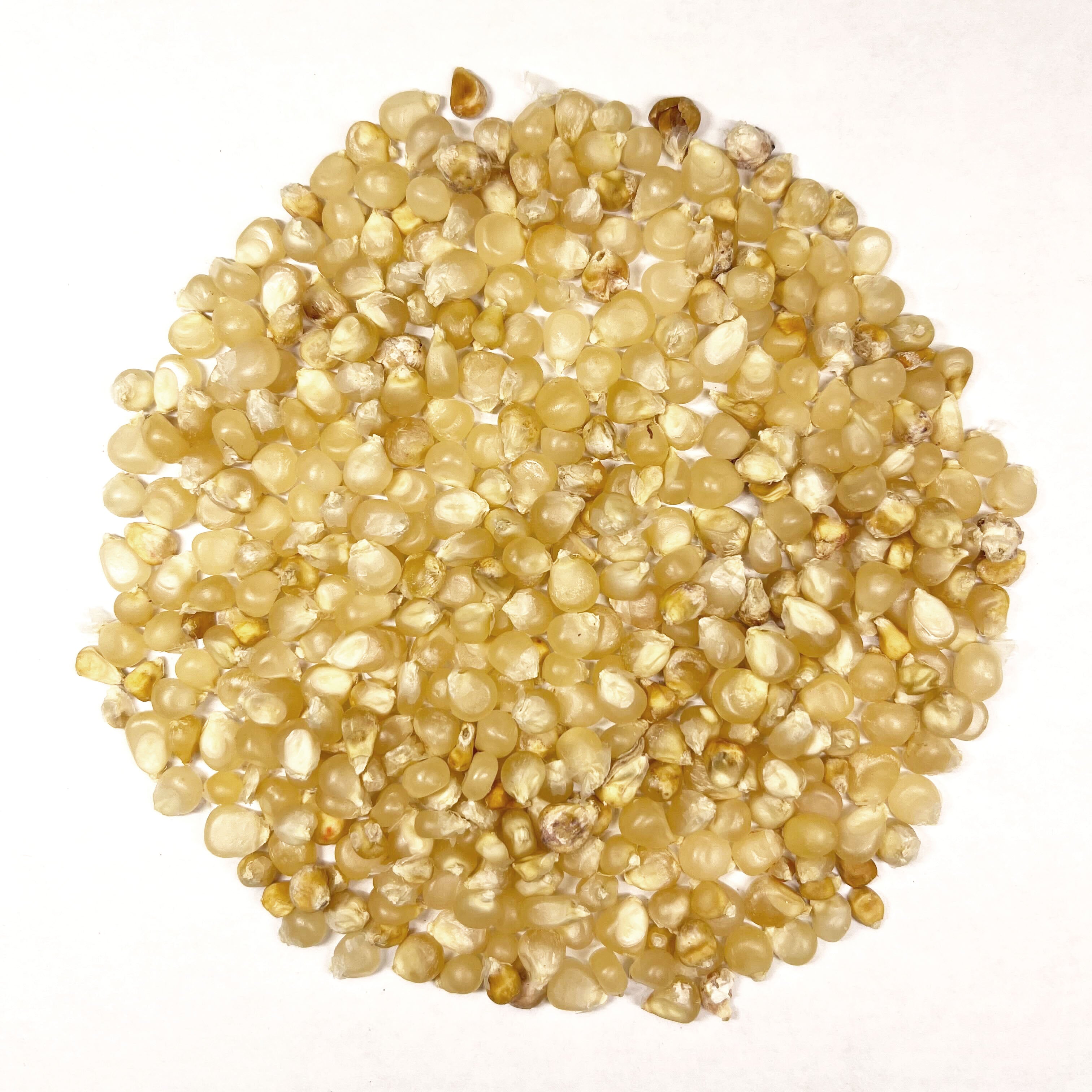 popcorn plant seeds Popcorn Seeds