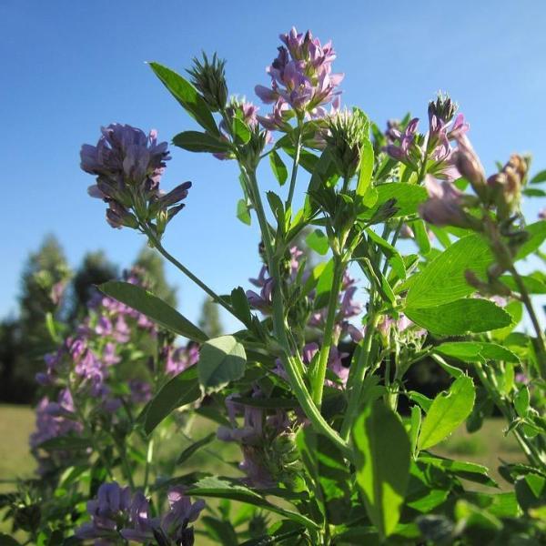 plant alfalfa seeds Cover Crop