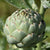 Artichoke Seeds - Green Globe - Sow True Seed