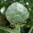 Artichoke Seeds - Green Globe