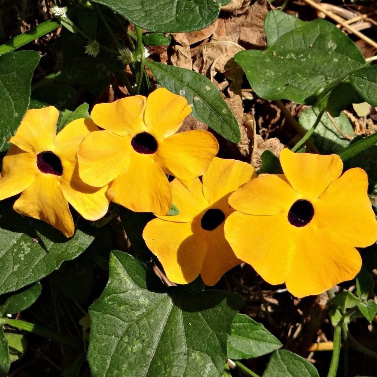 black eyed susan planting from seed Flower Seeds - Black Eyed Susan Vine | Sow True Seed