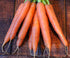 Carrot Seeds - Scarlet Nantes, ORGANIC