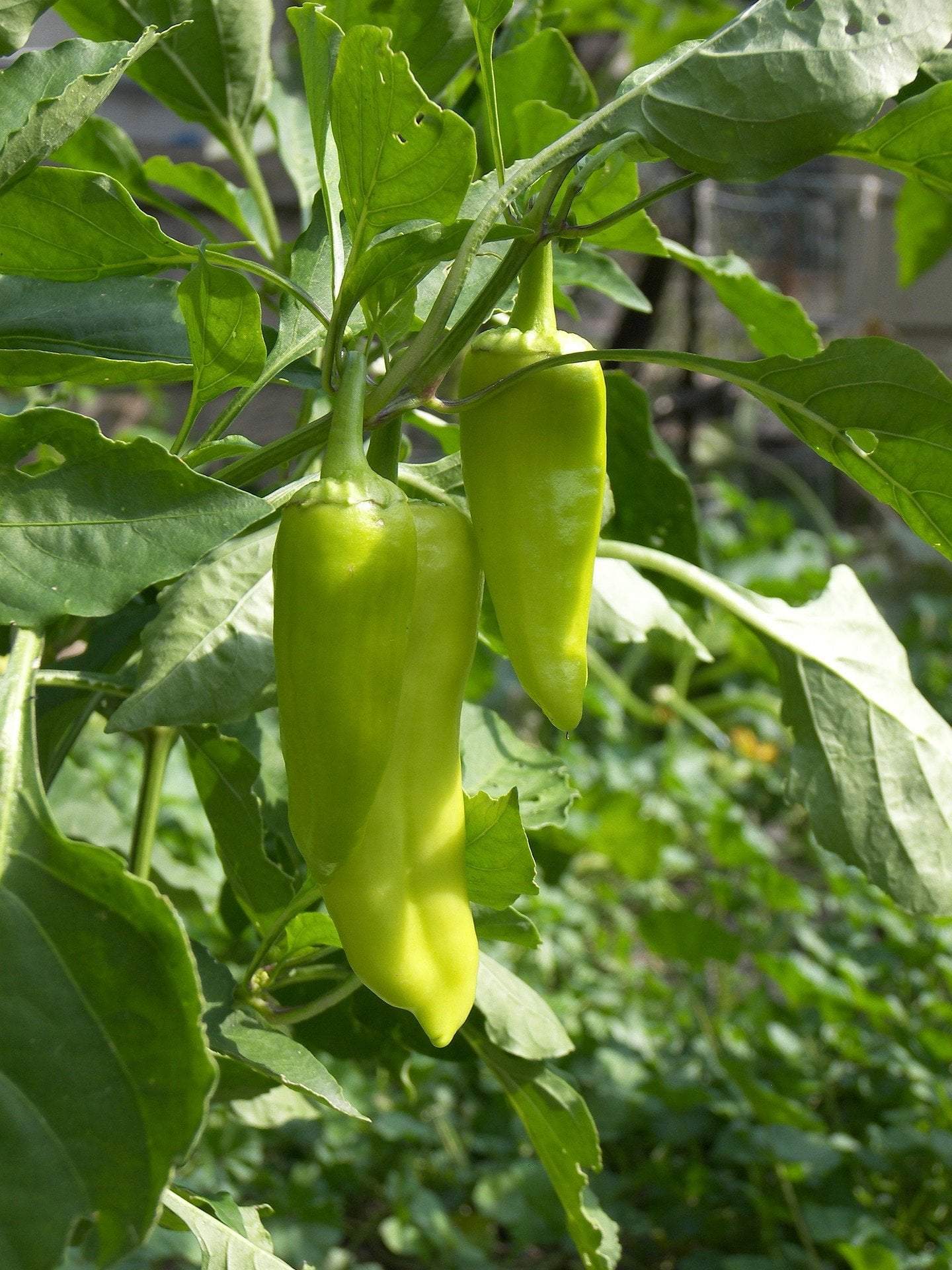 Sweet Pepper Seeds - Golden Greek Peperoncini - Sow True Seed