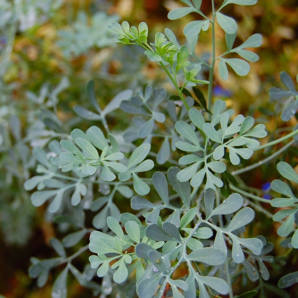 rue plant indoors Rue Seeds