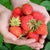 Strawberries - Bare Root Plant - Sparkle, June-Bearing - Sow True Seed