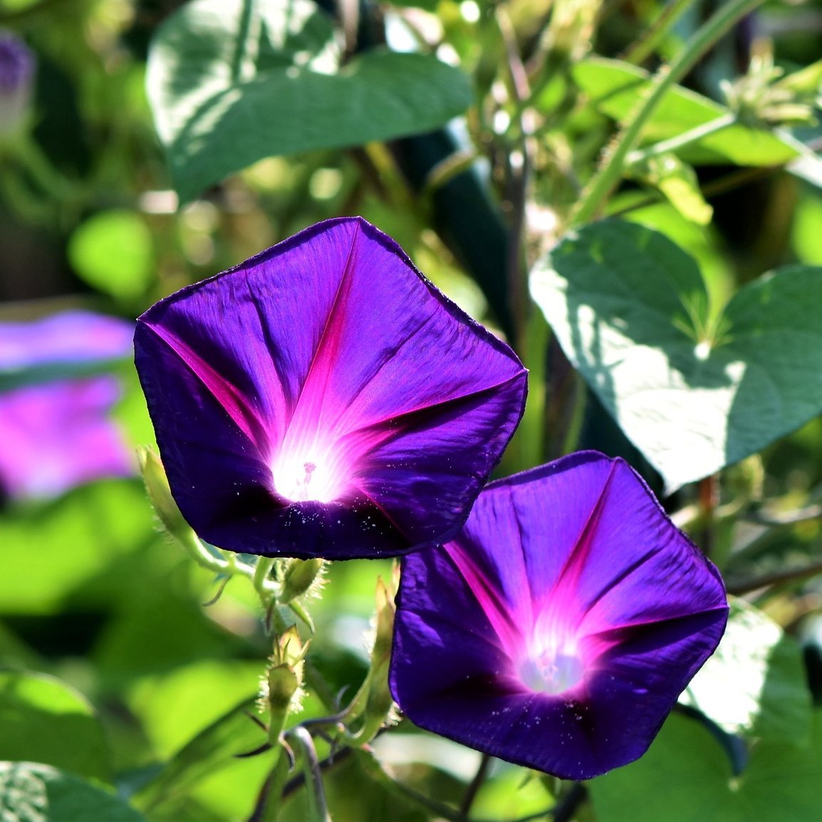 Morning Glory seed