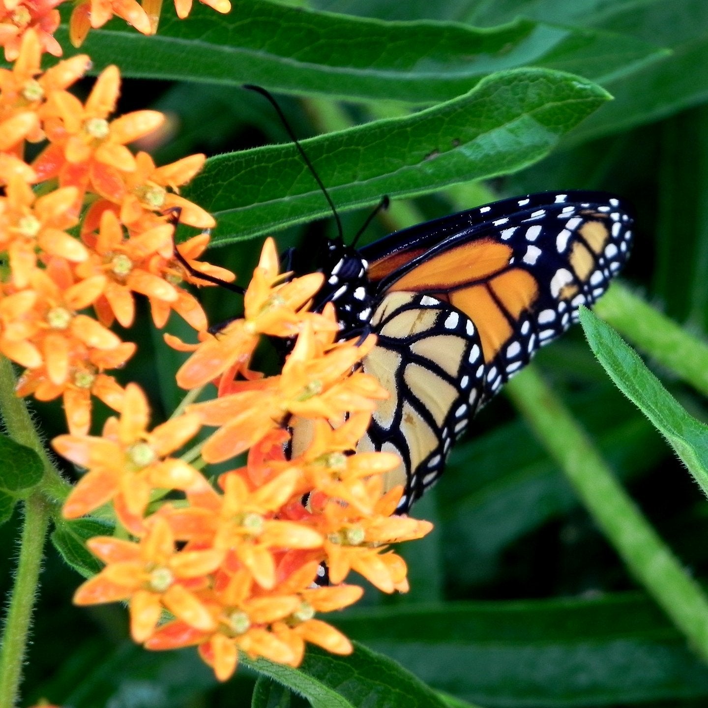 Butterfly Milkweed Seeds