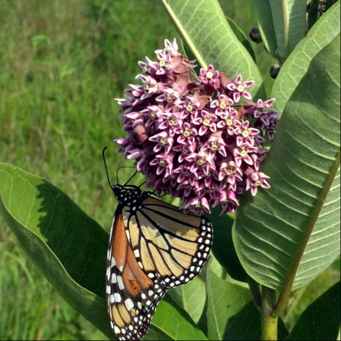 monarch butterfly plant seeds Milkweed seed- Common: Vanilla-scented flowers appear midsummer