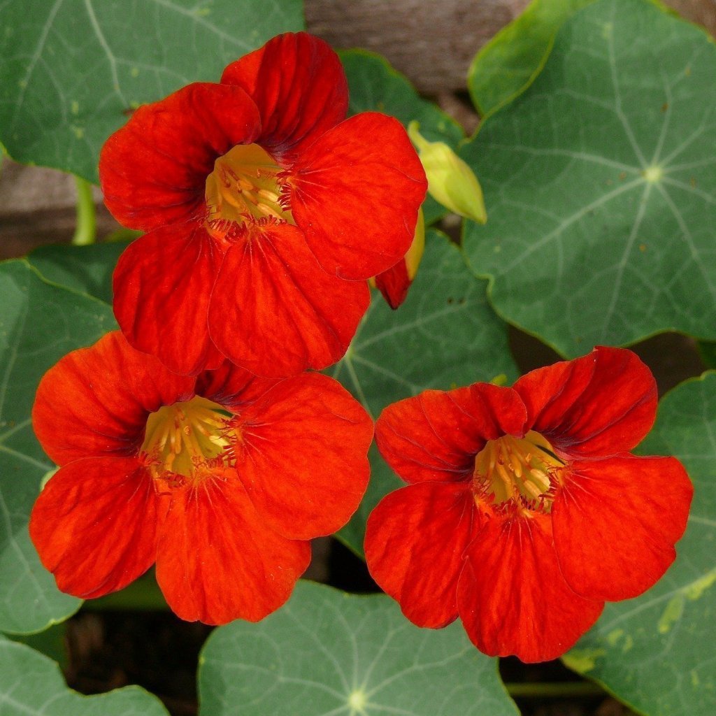indian seeds plants Empress Of India Nasturtium Seeds