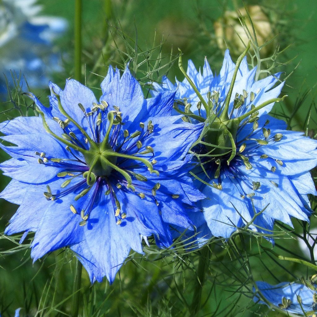 plant seeds of love Love in a Mist Nigella seed | Sow True Seed