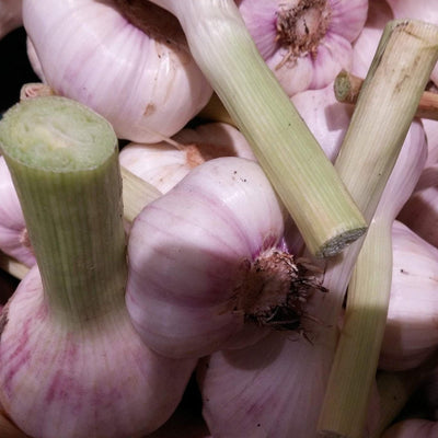 Persian Star Hardneck Garlic