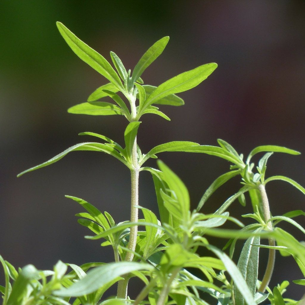 plant seeds in summer Herb Seeds - Summer Savory | Sow True Seed