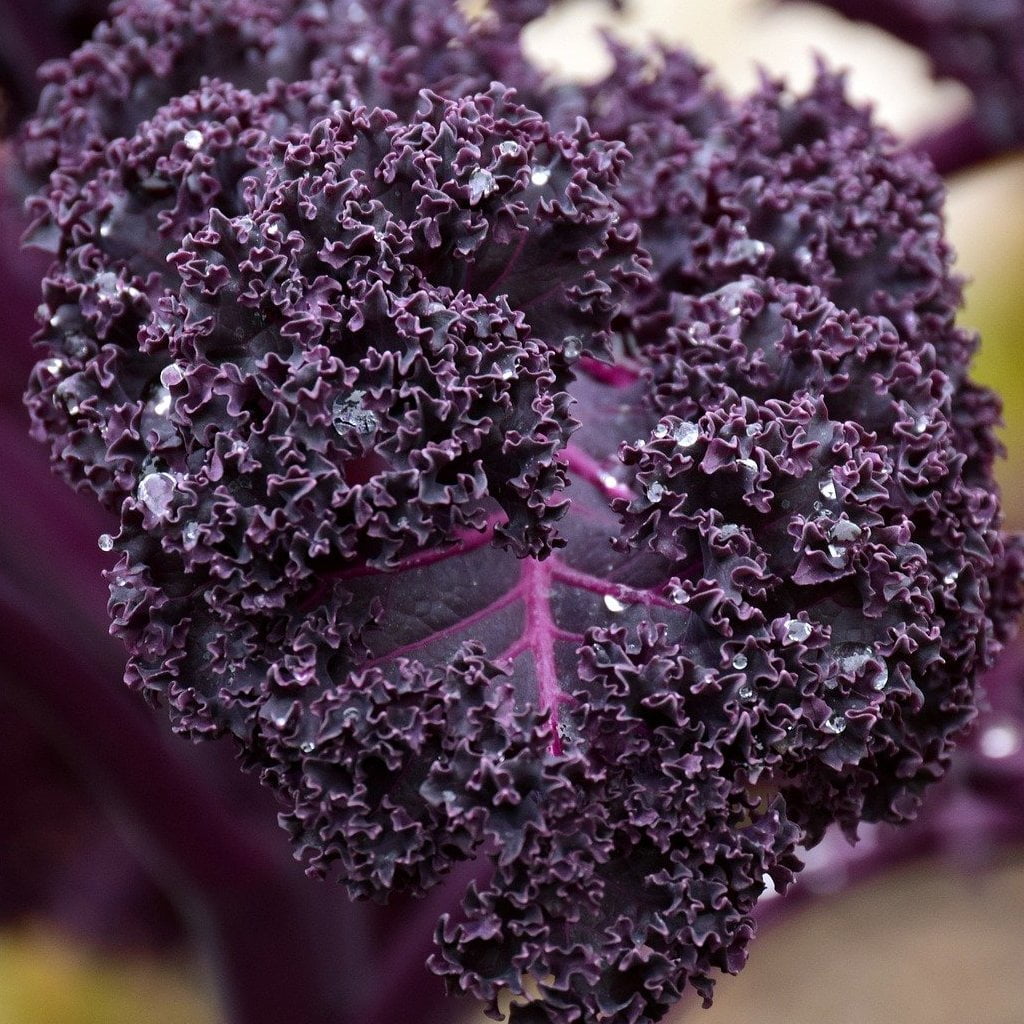 plant kale seeds Kale Seeds