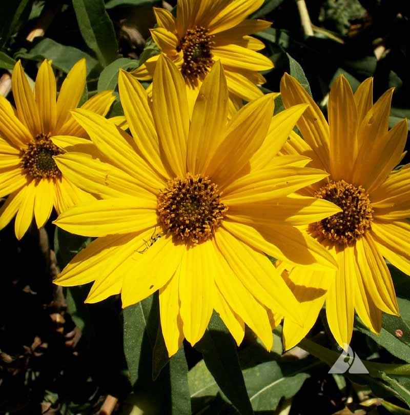 planting maximilian sunflower seeds Maximilian Sunflower Seeds | Sow True Seed