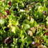 Lettuce Seeds - Lettuce Mix, ORGANIC