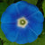 Morning Glory Seeds - Heavenly Blue - Sow True Seed