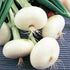 Onion Seeds - Bianca di Maggio