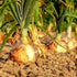 Onion Seeds - Texas Early Grano