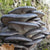 Mushroom Plugs - Blue Oyster - Sow True Seed